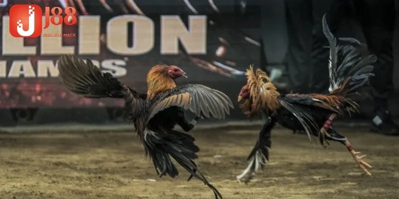 Tại sao nên xem đá gà trực tiếp Thomo 24/7 tại J88?